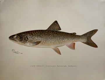 click for detailed image Denton Lake Trout.jpg